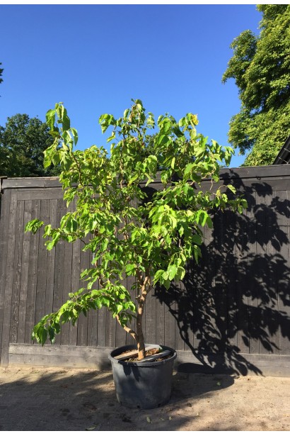 Morus alba Tortuosa - извилистое декоративное дерево для сада.